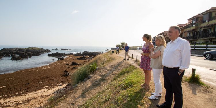 Cantabria retira más de 1.600 toneladas de alga invasora en tres días en las playas de Noja