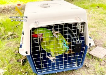 La Guardia Civil recupera un Guacamayo Militar robado en Cantabria, especie en peligro crítico de extinción