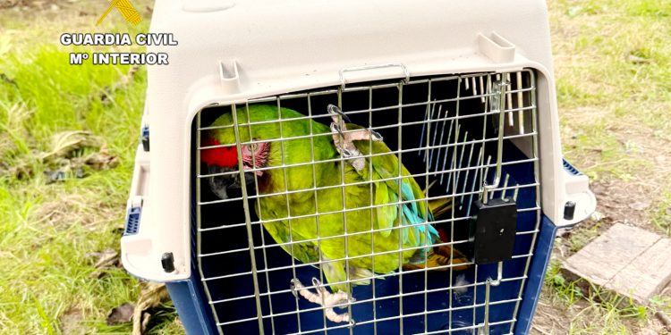 La Guardia Civil recupera un Guacamayo Militar robado en Cantabria, especie en peligro crítico de extinción