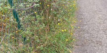 Podemos Marina de Cudeyo denuncia el abandono de los caminos vecinales de Pontejos