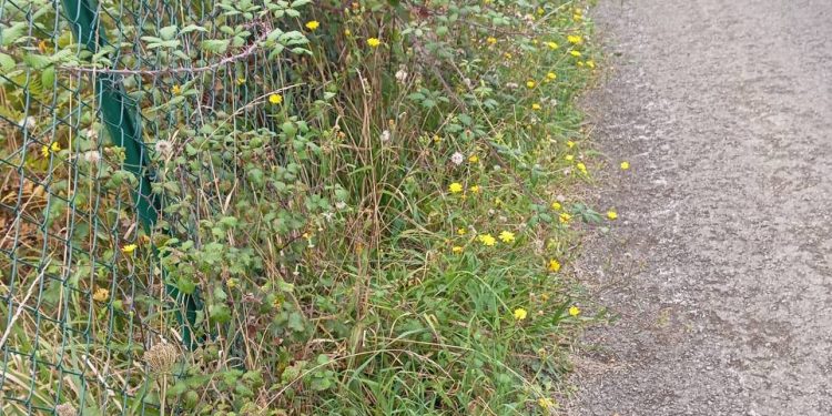 Podemos Marina de Cudeyo denuncia el abandono de los caminos vecinales de Pontejos