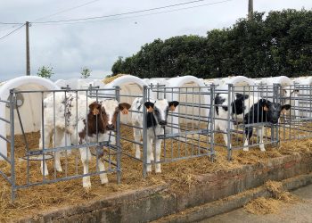 Cantabria pide extremar la prevención ante la expansión de la dermatosis nodular en Francia e Italia