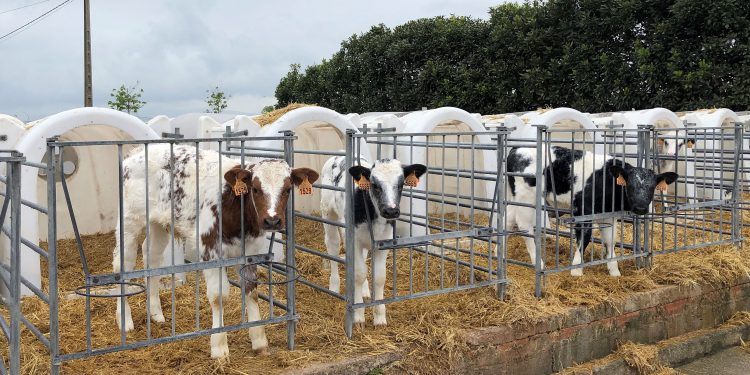 Cantabria pide extremar la prevención ante la expansión de la dermatosis nodular en Francia e Italia