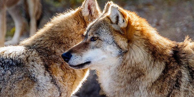 El Gobierno de Cantabria confirma la extracción de 21 lobos dentro del Plan de Gestión de la temporada 2025/2026