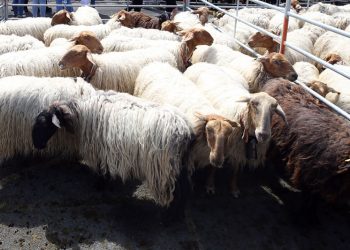 Cantabria vacuna ya a 5.000 ovejas frente a la lengua azul gracias a la rápida respuesta del sector ganadero