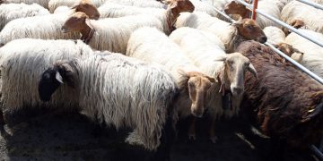 Cantabria vacuna ya a 5.000 ovejas frente a la lengua azul gracias a la rápida respuesta del sector ganadero