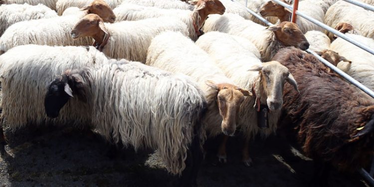 Cantabria vacuna ya a 5.000 ovejas frente a la lengua azul gracias a la rápida respuesta del sector ganadero