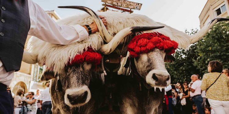 «Tenemos relevo generacional en el Día de Campoo»- Celia Gómez