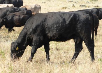 Cantabria intensifica las medidas para evitar la entrada de la Dermatosis Nodular Contagiosa