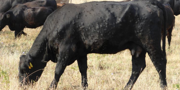 Cantabria intensifica las medidas para evitar la entrada de la Dermatosis Nodular Contagiosa