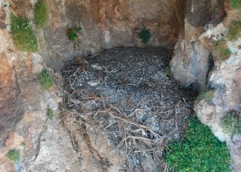 Un estudio liderado por la UC revela que los nidos de quebrantahuesos conservan siglos de historia y objetos humanos inesperados