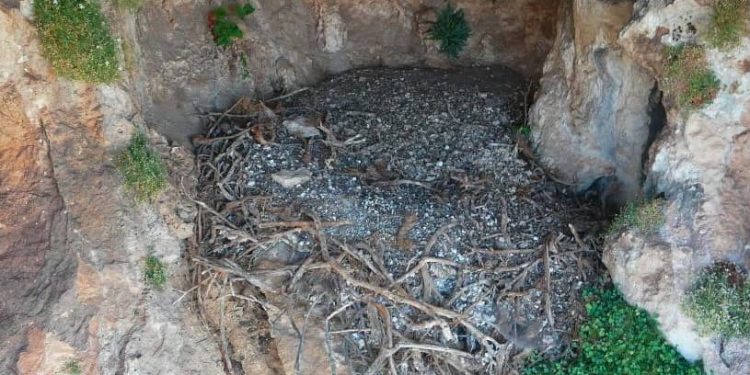 Un estudio liderado por la UC revela que los nidos de quebrantahuesos conservan siglos de historia y objetos humanos inesperados