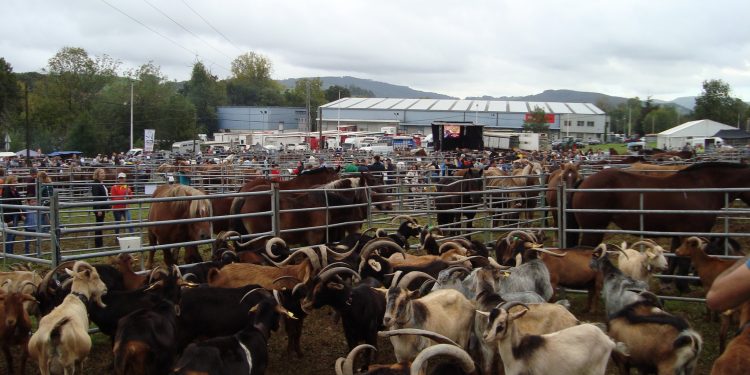 La feria de San Lucas de Hoznayo reúne a más de 700 reses y miles de visitantes en su primera edición como Fiesta de Interés Turístico Regional