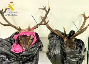 Denunciado en Potes por transportar dos cabezas de venado sin precinto ni documentación