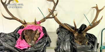 Denunciado en Potes por transportar dos cabezas de venado sin precinto ni documentación