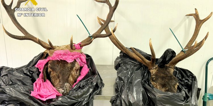 Denunciado en Potes por transportar dos cabezas de venado sin precinto ni documentación