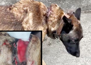 Detenido en Liencres un hombre por maltrato animal tras hallarse un perro con graves heridas en el cuello