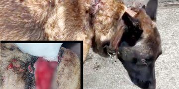Detenido en Liencres un hombre por maltrato animal tras hallarse un perro con graves heridas en el cuello