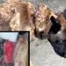Detenido en Liencres un hombre por maltrato animal tras hallarse un perro con graves heridas en el cuello