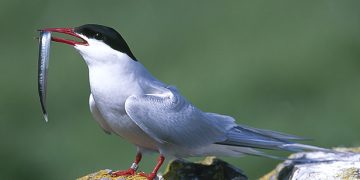 Cantabria confirma un nuevo caso de gripe aviar y eleva a cuatro los detectados en aves silvestres
