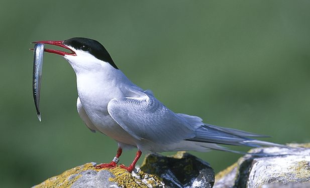 Cantabria confirma un nuevo caso de gripe aviar y eleva a cuatro los detectados en aves silvestres