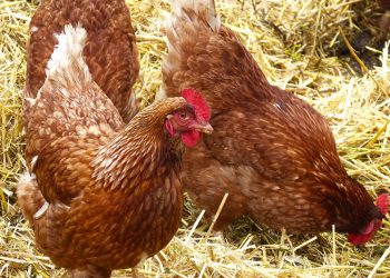 Agricultura activa en Cantabria el confinamiento de aves ante el aumento del riesgo de gripe aviar