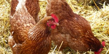 Agricultura activa en Cantabria el confinamiento de aves ante el aumento del riesgo de gripe aviar