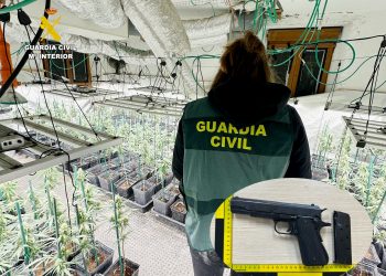 Detenidos dos vecinos de Guriezo tras desmantelar una plantación ‘indoor’ con 333 plantas de marihuana