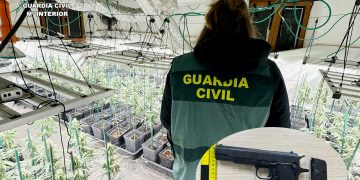 Detenidos dos vecinos de Guriezo tras desmantelar una plantación ‘indoor’ con 333 plantas de marihuana