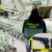 Detenidos dos vecinos de Guriezo tras desmantelar una plantación ‘indoor’ con 333 plantas de marihuana