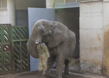 Muere Jums, el rey elefante de Cabárceno, en pelea con su hijo por el dominio de la manada