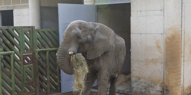 Muere Jums, el rey elefante de Cabárceno, en pelea con su hijo por el dominio de la manada