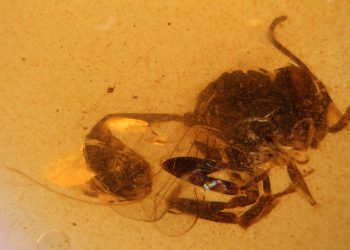 Descubierta en El Soplao nueva avispa fósil de 105 millones de años, Cretevania orgonomecorum