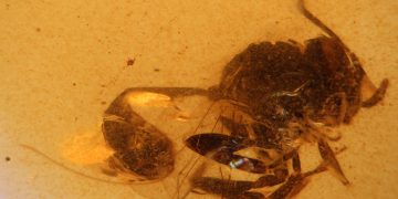 Descubierta en El Soplao nueva avispa fósil de 105 millones de años, Cretevania orgonomecorum