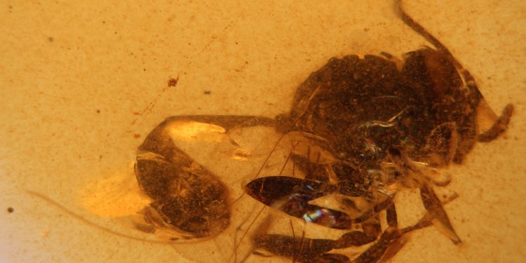 Descubierta en El Soplao nueva avispa fósil de 105 millones de años, Cretevania orgonomecorum