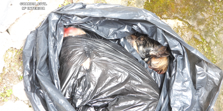 Detenidos dos hombres por el brutal maltrato y muerte de dos perros en Corvera y Santander