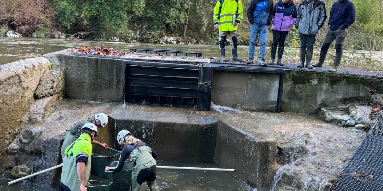 Cantabria abre el sorteo para los permisos de pesca de salmón en 2026 con cuotas reducidas