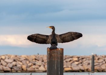 Nuevos casos de gripe aviar en aves silvestres de Solares, San Vicente y Gama