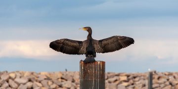 Nuevos casos de gripe aviar en aves silvestres de Solares, San Vicente y Gama