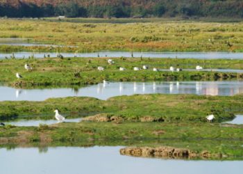 El Gobierno de España destina casi 47 millones a la restauración de humedales en Cantabria dentro del proyecto LIFE