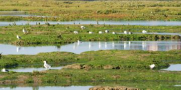 El Gobierno de España destina casi 47 millones a la restauración de humedales en Cantabria dentro del proyecto LIFE