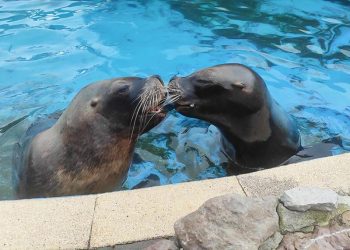 Muere Pas, la carismática leona marina de 22 años del Parque de Cabárceno