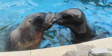 Muere Pas, la carismática leona marina de 22 años del Parque de Cabárceno