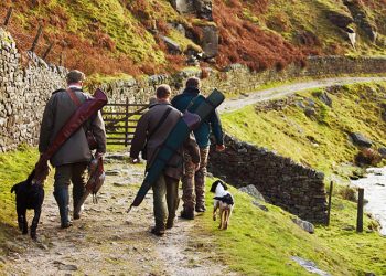Gobierno de Cantabria confirma un caso de enfermedad de Aujeszky en un perro tras montería en Los Corrales de Buelna