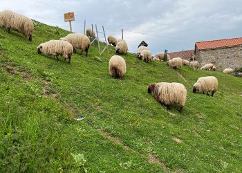 Desarrollo Rural intensifica campaña de vacunación contra lengua azul ante el riesgo estival