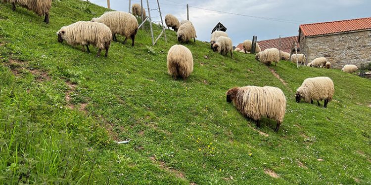 Desarrollo Rural intensifica campaña de vacunación contra lengua azul ante el riesgo estival