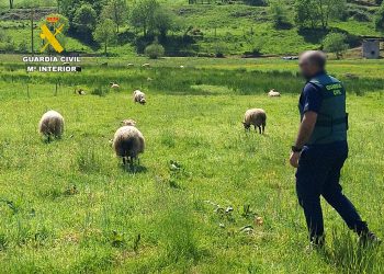 Investigan a doce personas por la muerte de siete ovejas en una finca de Marina de Cudeyo