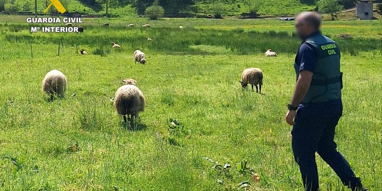Investigan a doce personas por la muerte de siete ovejas en una finca de Marina de Cudeyo