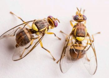 Cantabria detecta en Astillero los tres primeros casos en España de la mosca oriental de la fruta