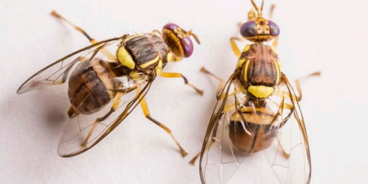 Cantabria detecta en Astillero los tres primeros casos en España de la mosca oriental de la fruta
